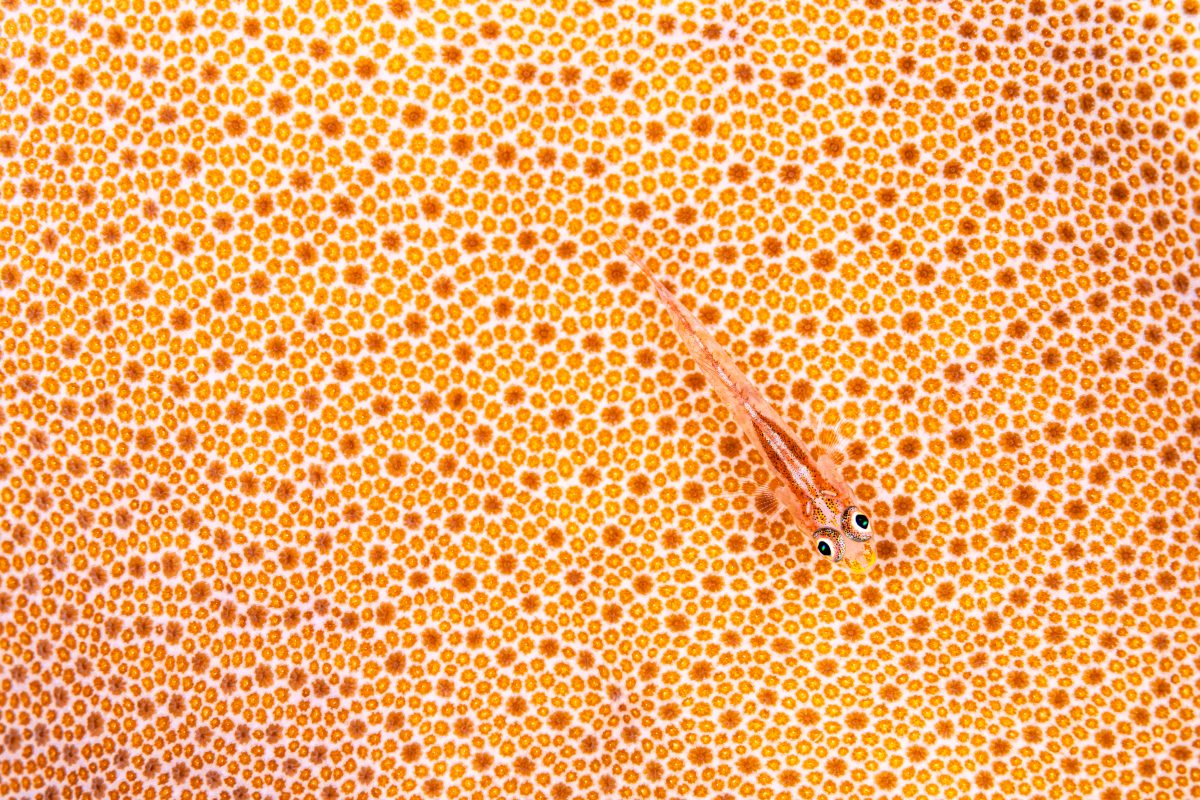 A ghost goby fish camouflaging itself against coral