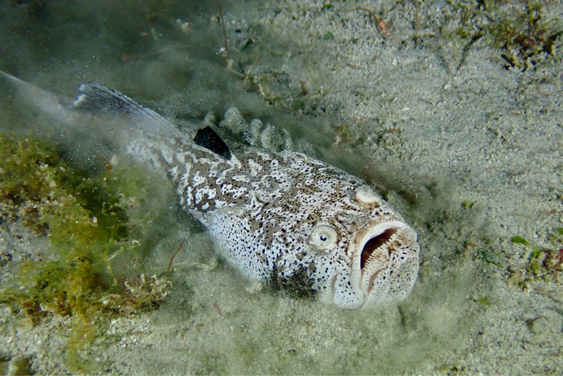 Stargazer in the bottom of the seabed