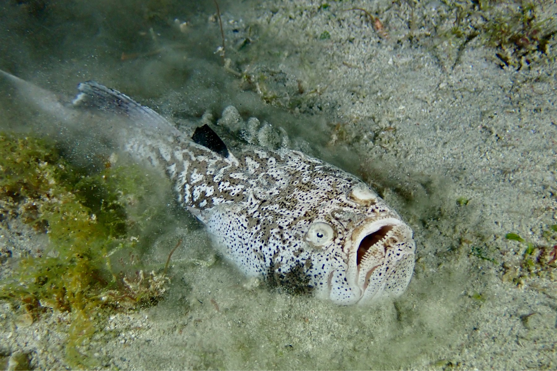 Stargazer in the bottom of the seabed