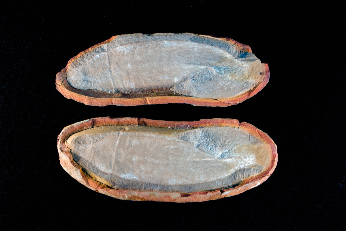 Both halves of a concretion containing a Tully monster.