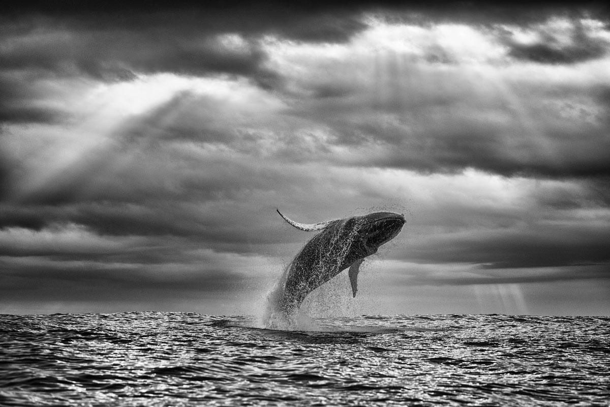 A humpback whale leaps from the water.