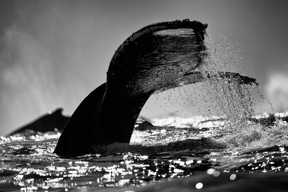 A humpback whale tail above the water.