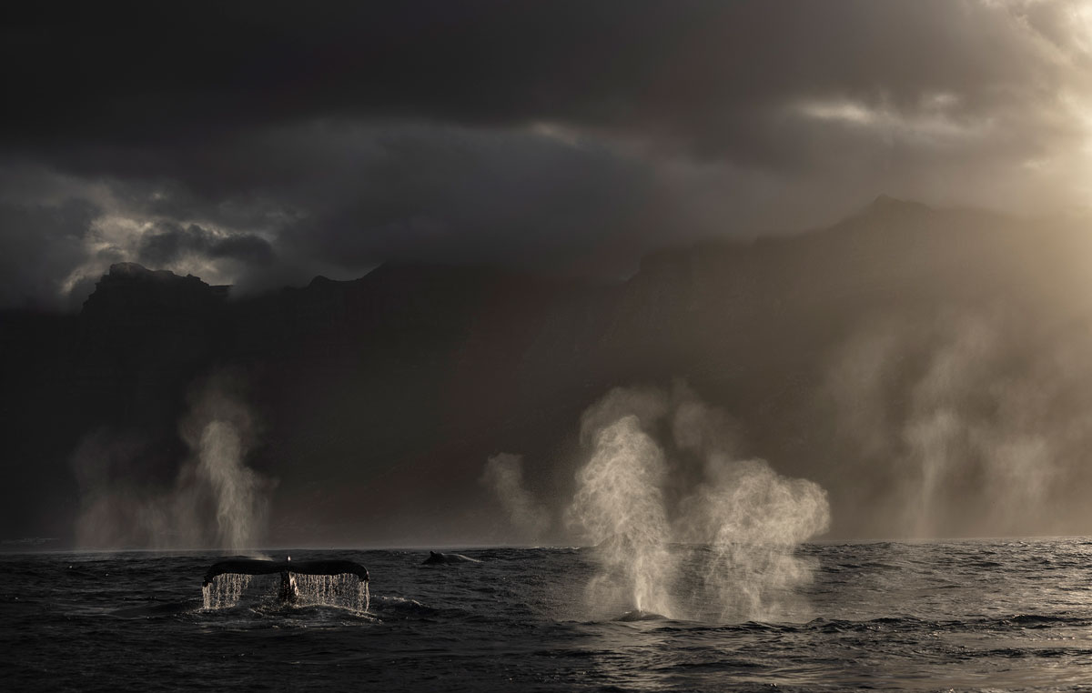 Spray from blowholes rises up into the air under a cloudy sky.