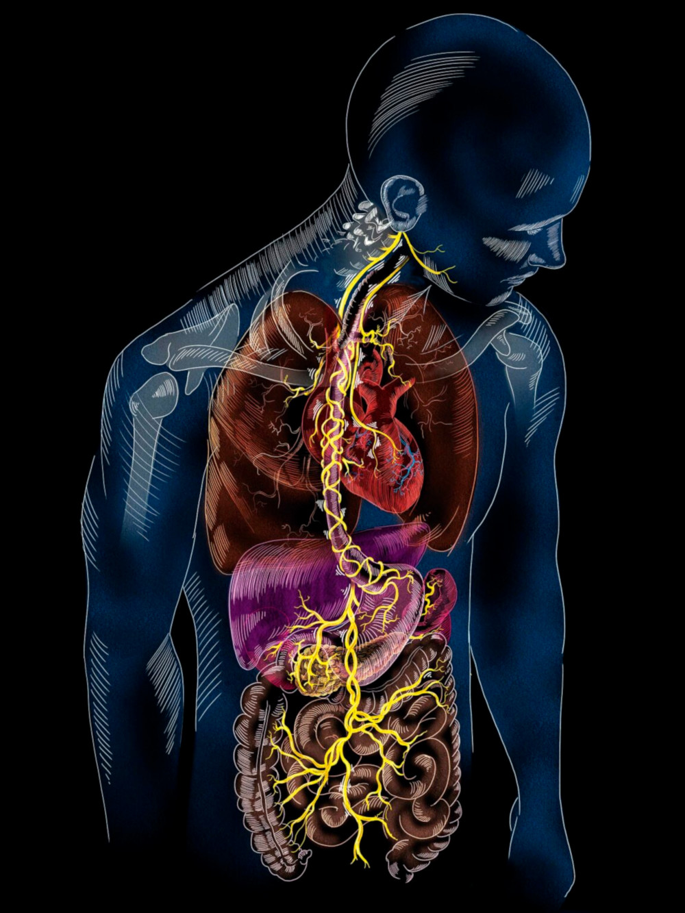 Illustration of the vagus nerve (in yellow) inside a see-through body