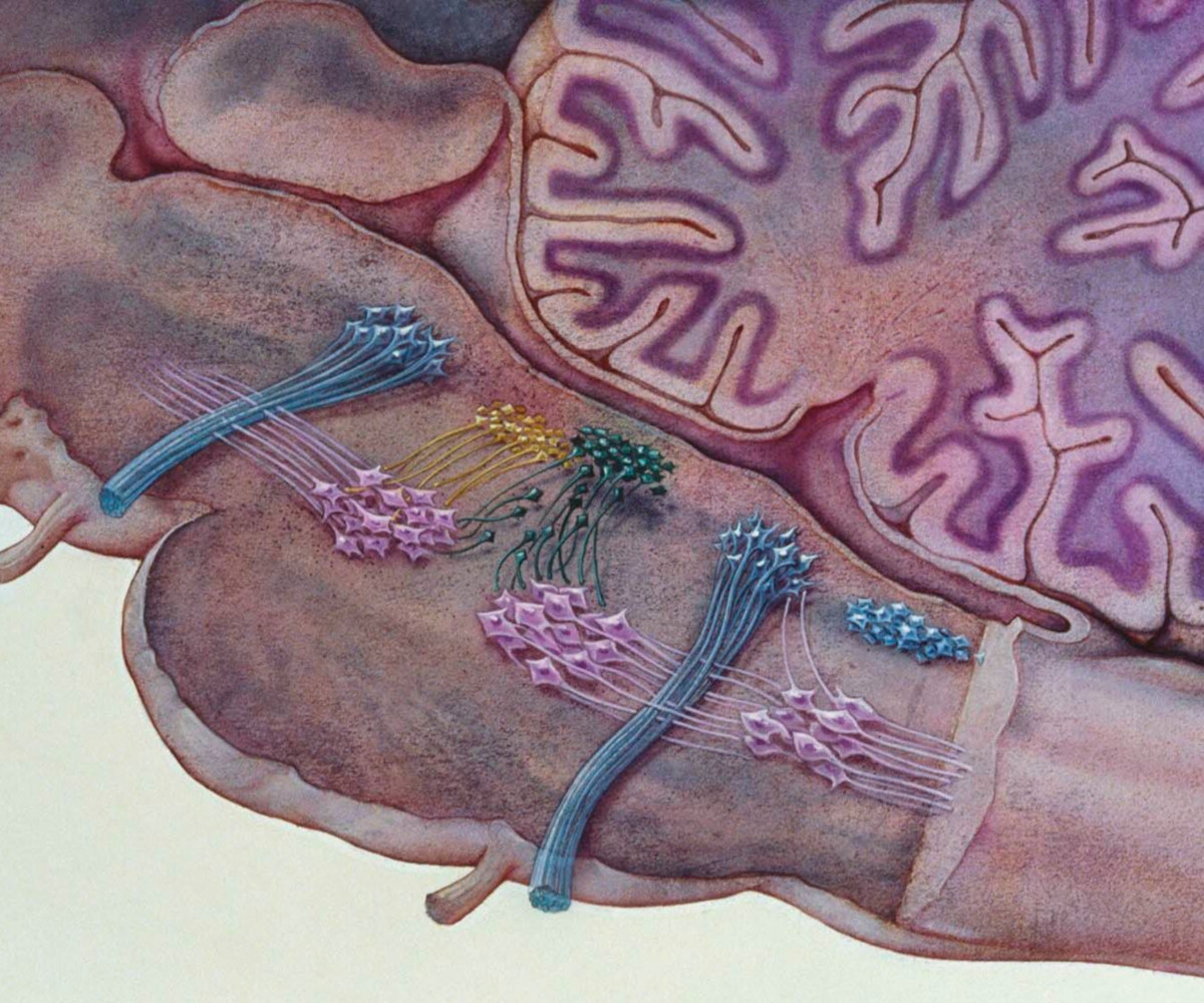 An illustration of a cross-section of the brain stem, showing the locus coeruleus (in green)