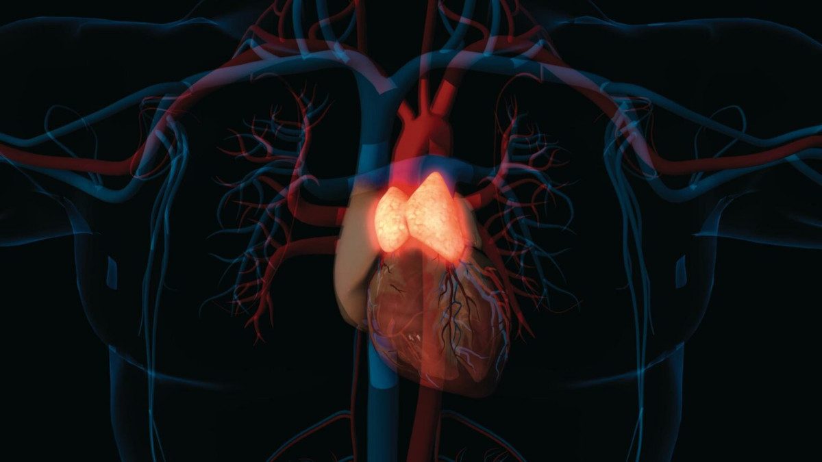 CG illustration of the thymus (highlighted in front of the heart)