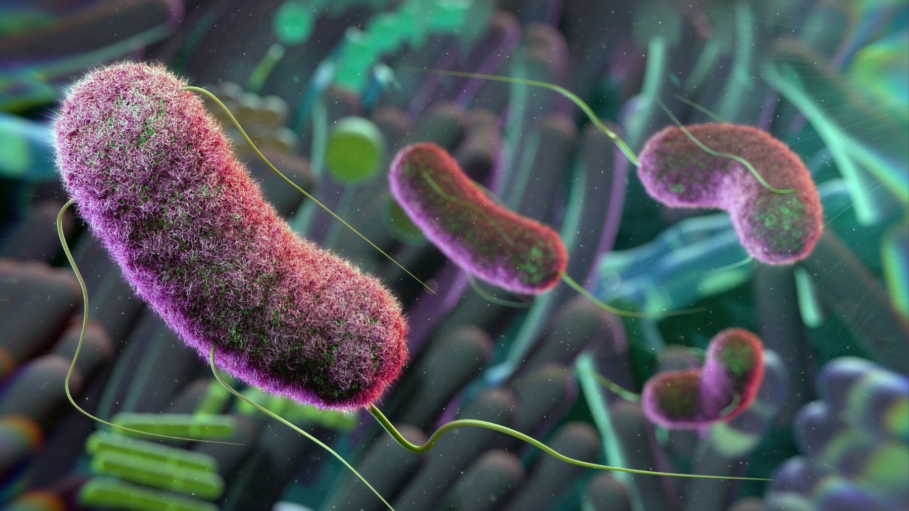 Bacteria floating in gut