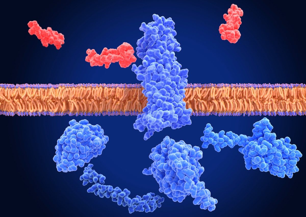 Illustration of an inactivated glucagon-like peptide-1 (GLP-1) receptor (blue) surrounded by semaglutide agonists (red)