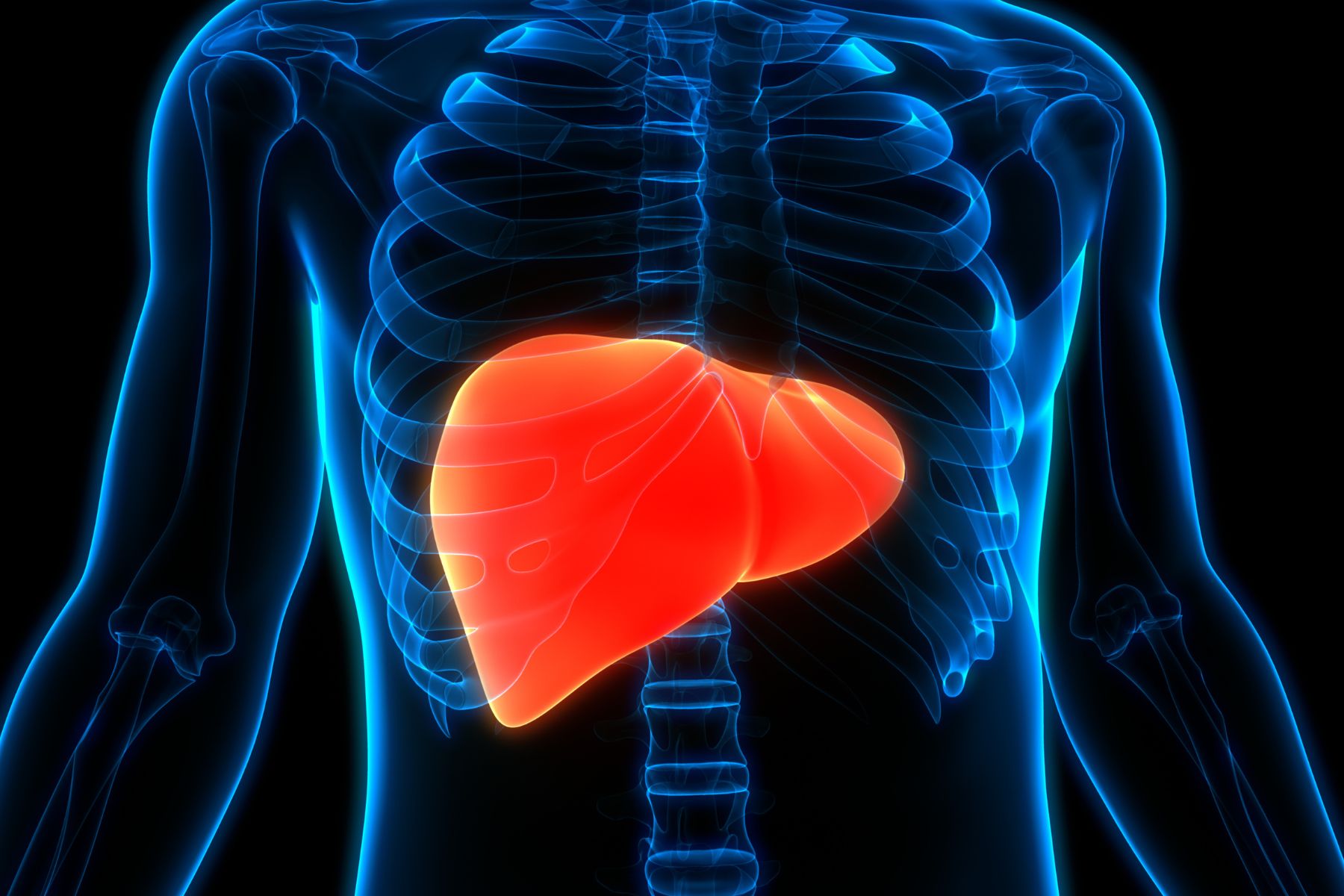 A red liver inside an X-ray effect male torso
