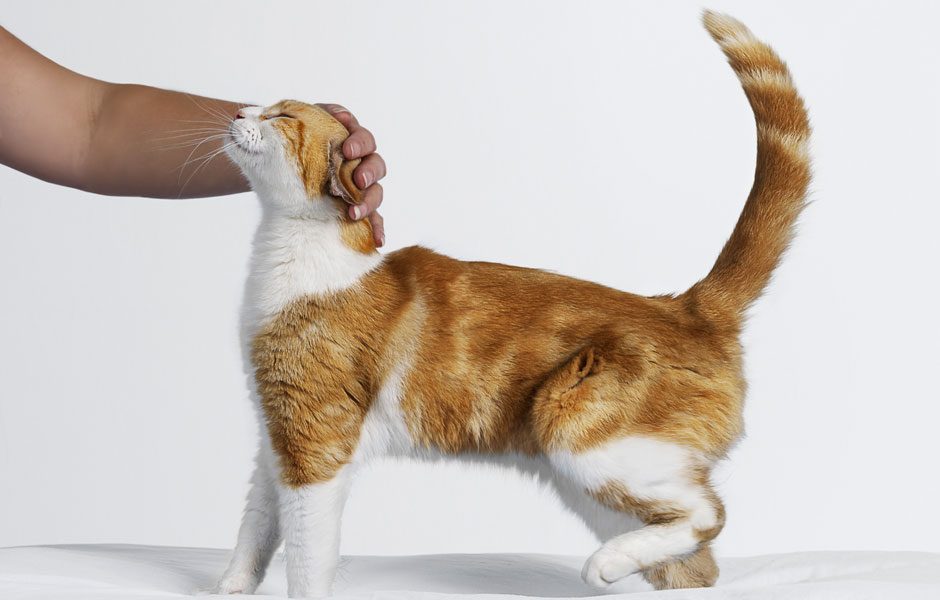 Person stroking cat