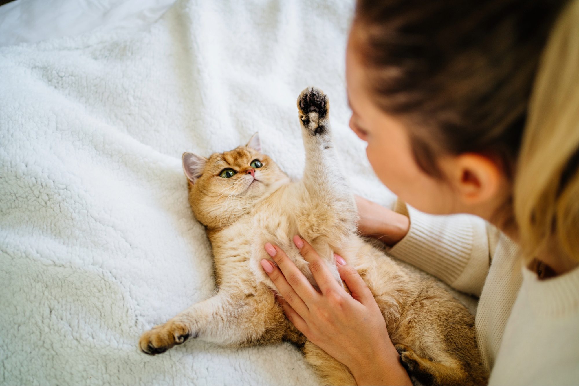 Cropped woman playing, squeezing, stroking domestic red cat in white linen in unmade bed.