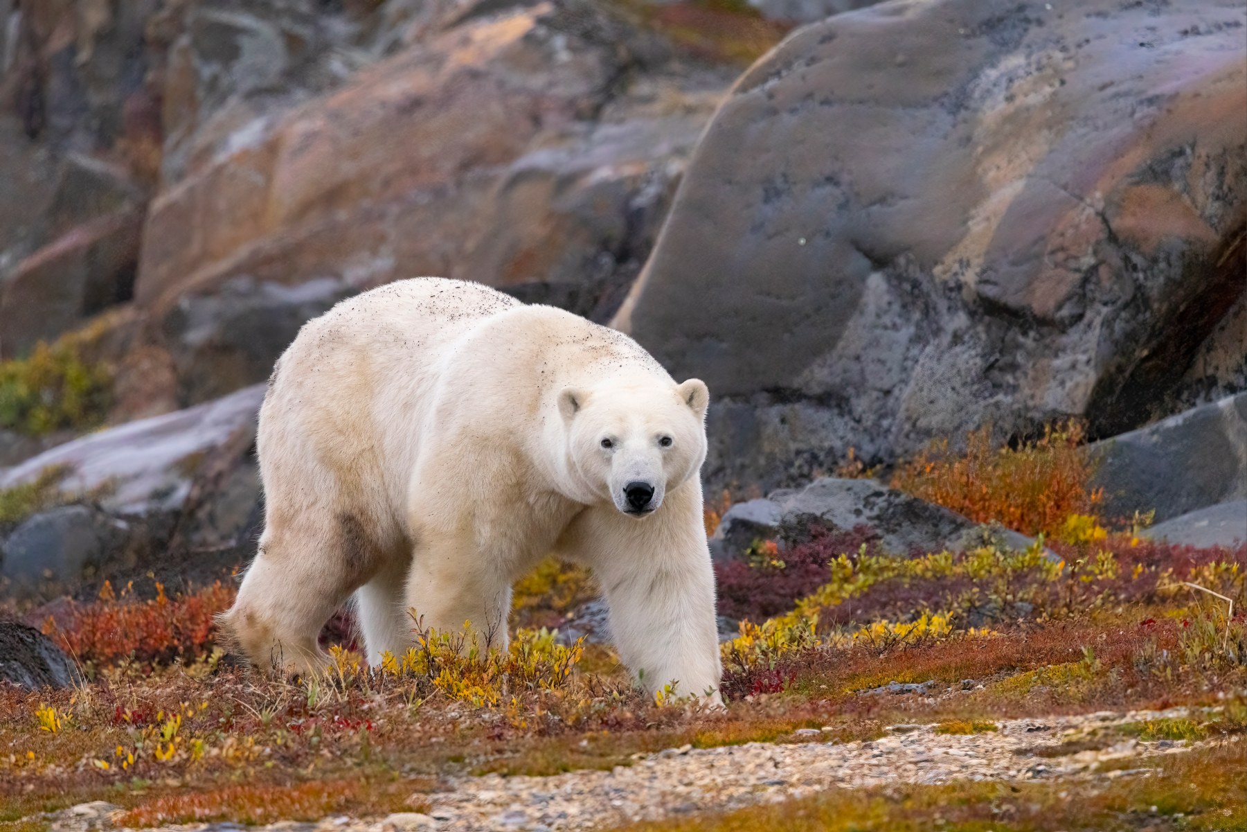 Polar bear walking
