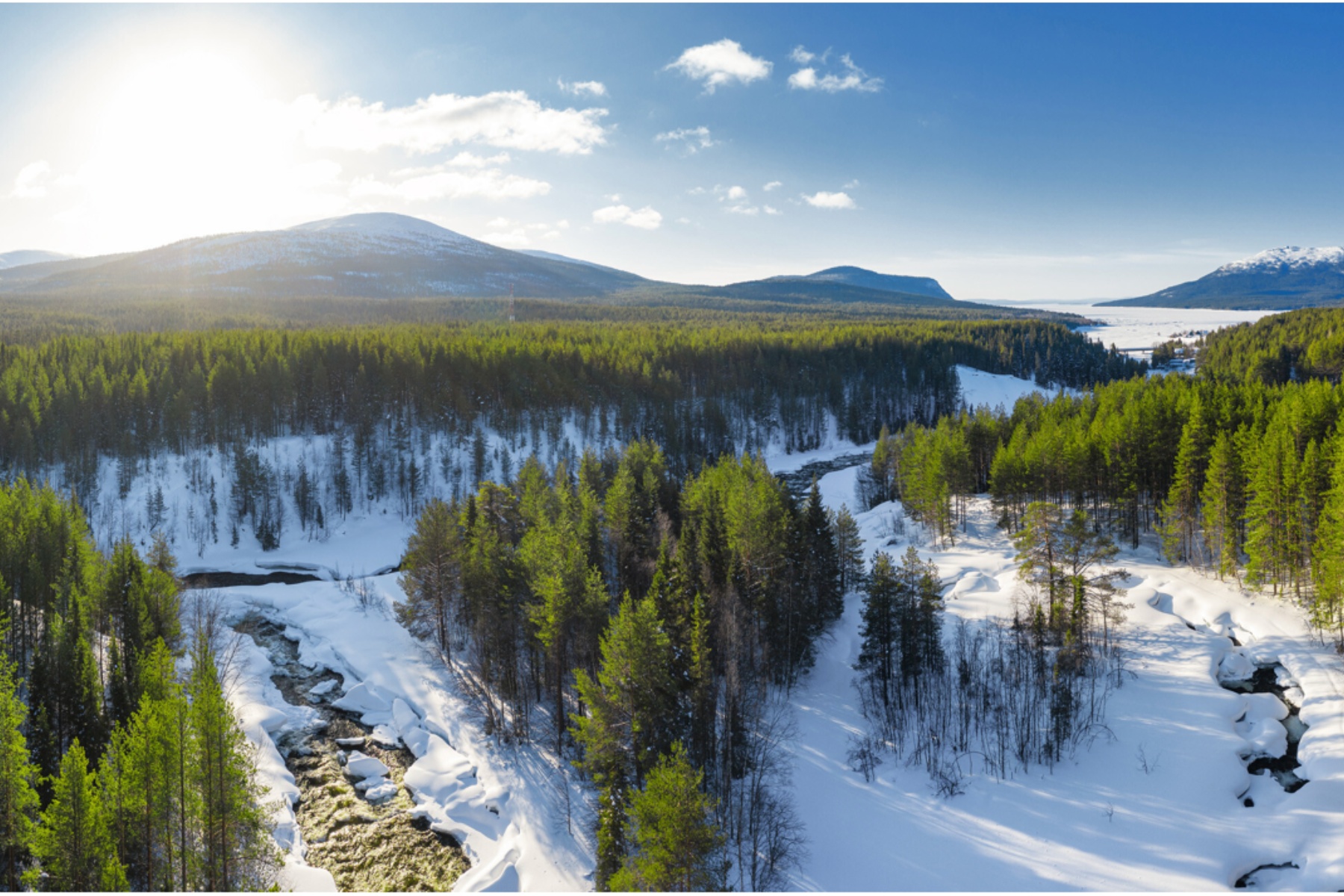 Forest covered in snow