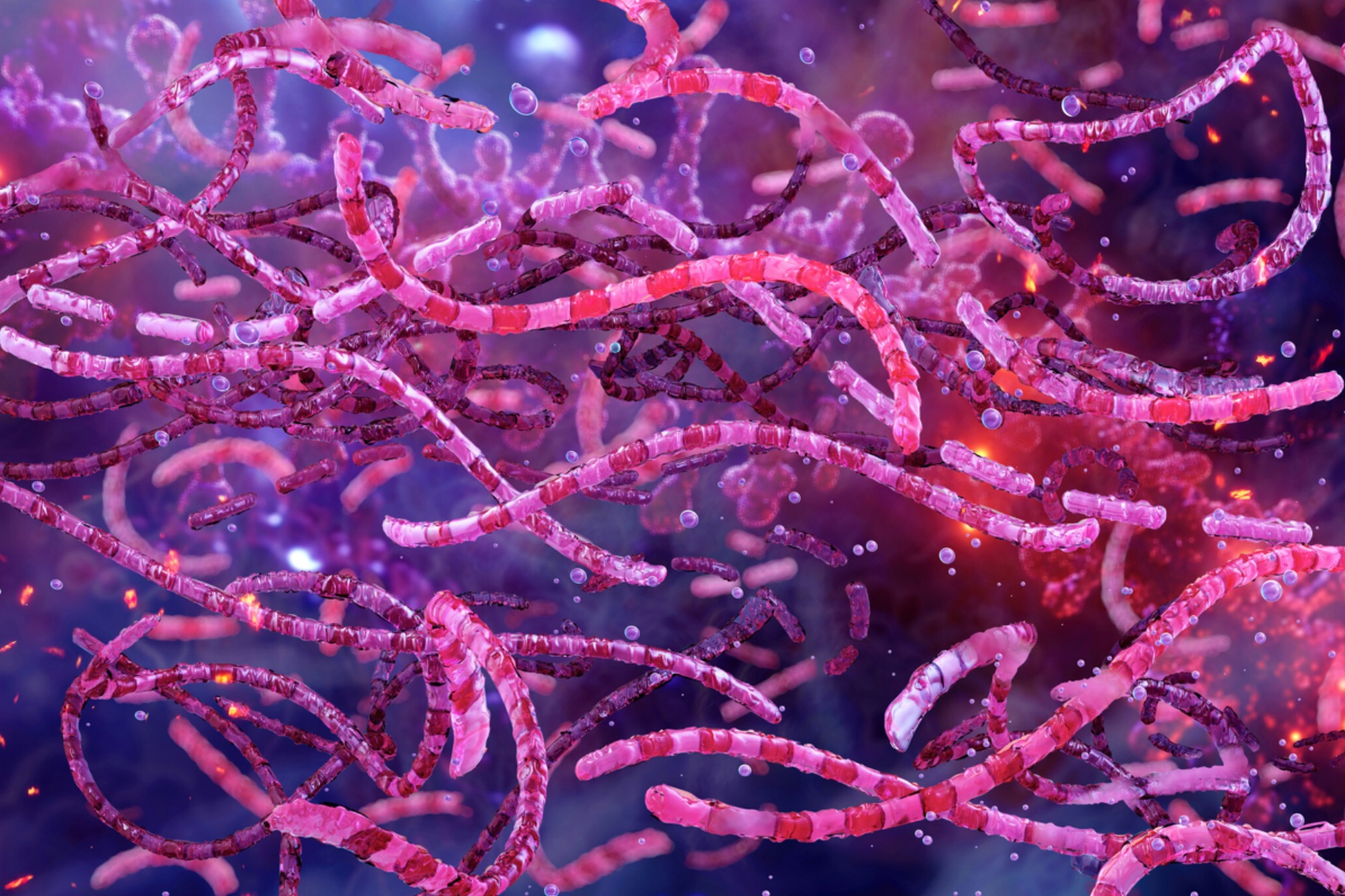 Microscopic image of Anthrax spores