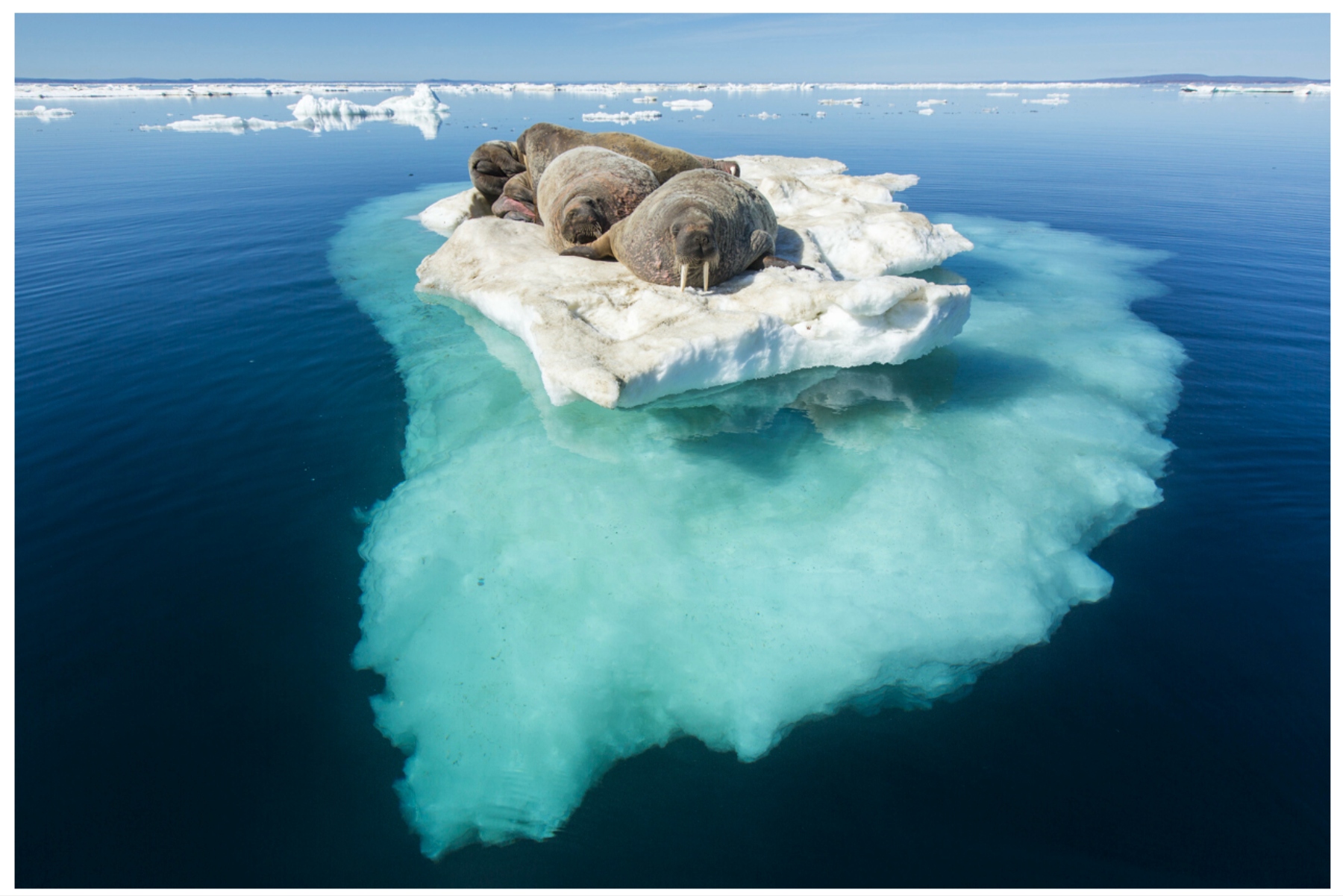 Walruses on a block of sea ice