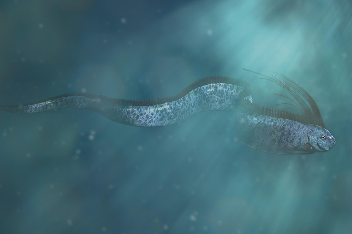 A giant oarfish swimming in the ocean.