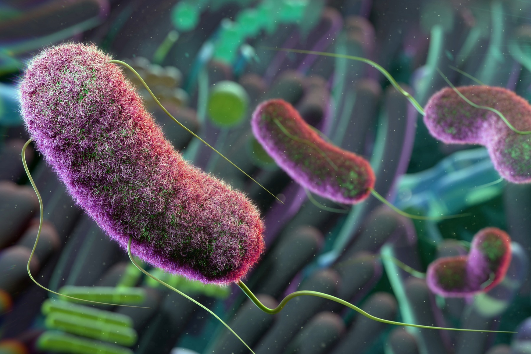 Bacteria in the gut