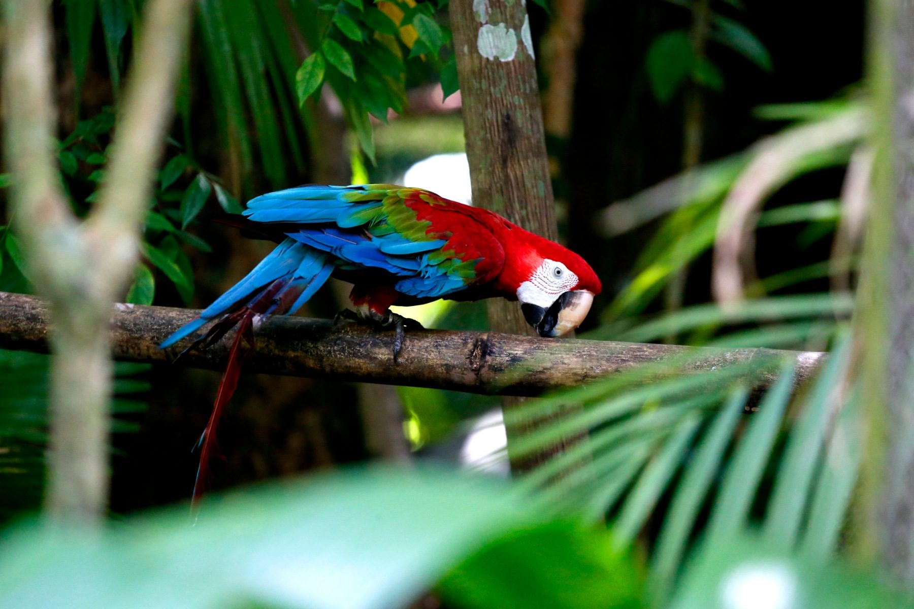 Parrot rubbing against a branch