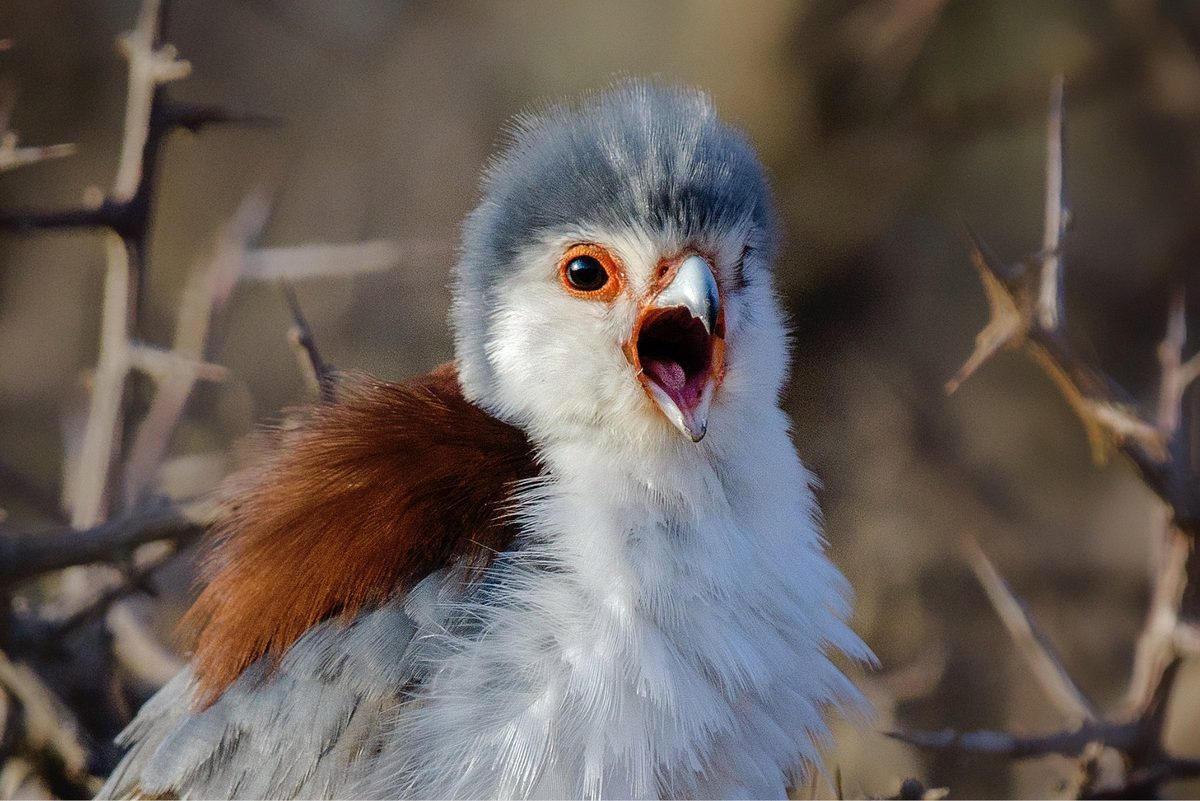 We need to stop shaming masturbating birds, say scientists
