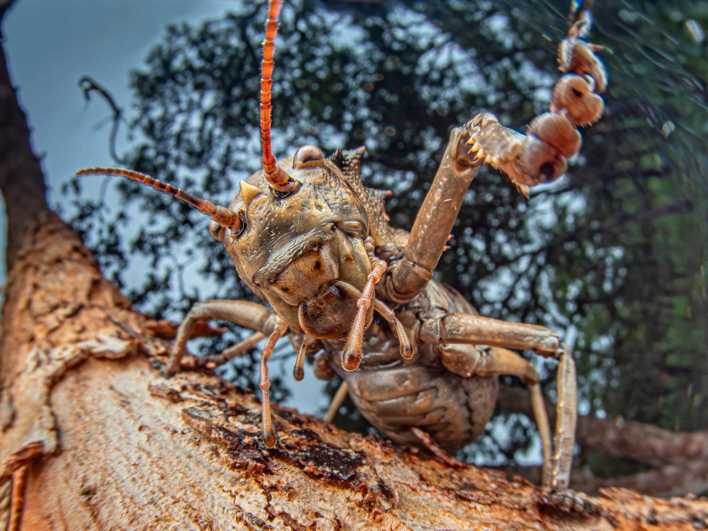 Grasshopper on tree.