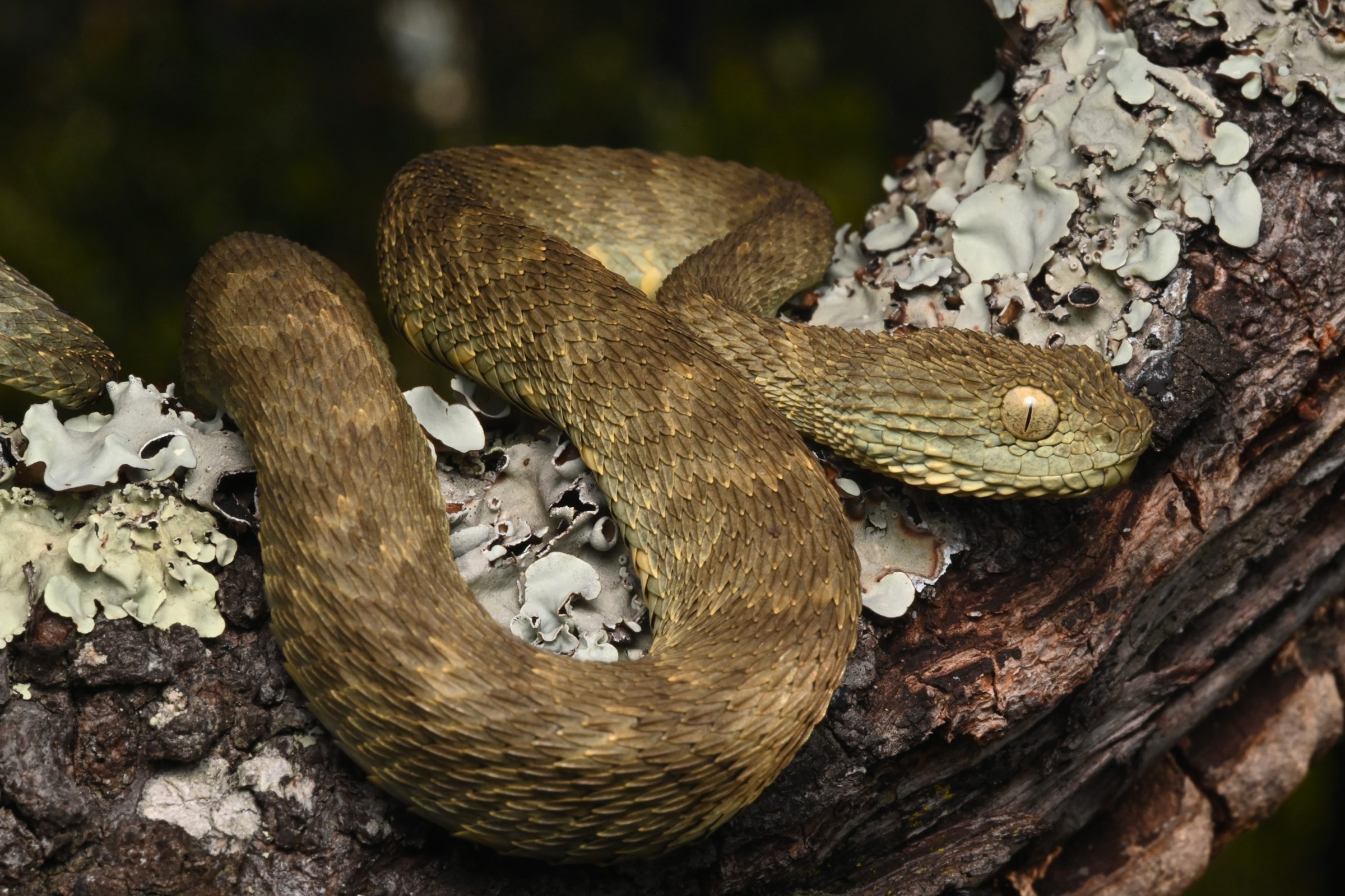 Snake on branch.
