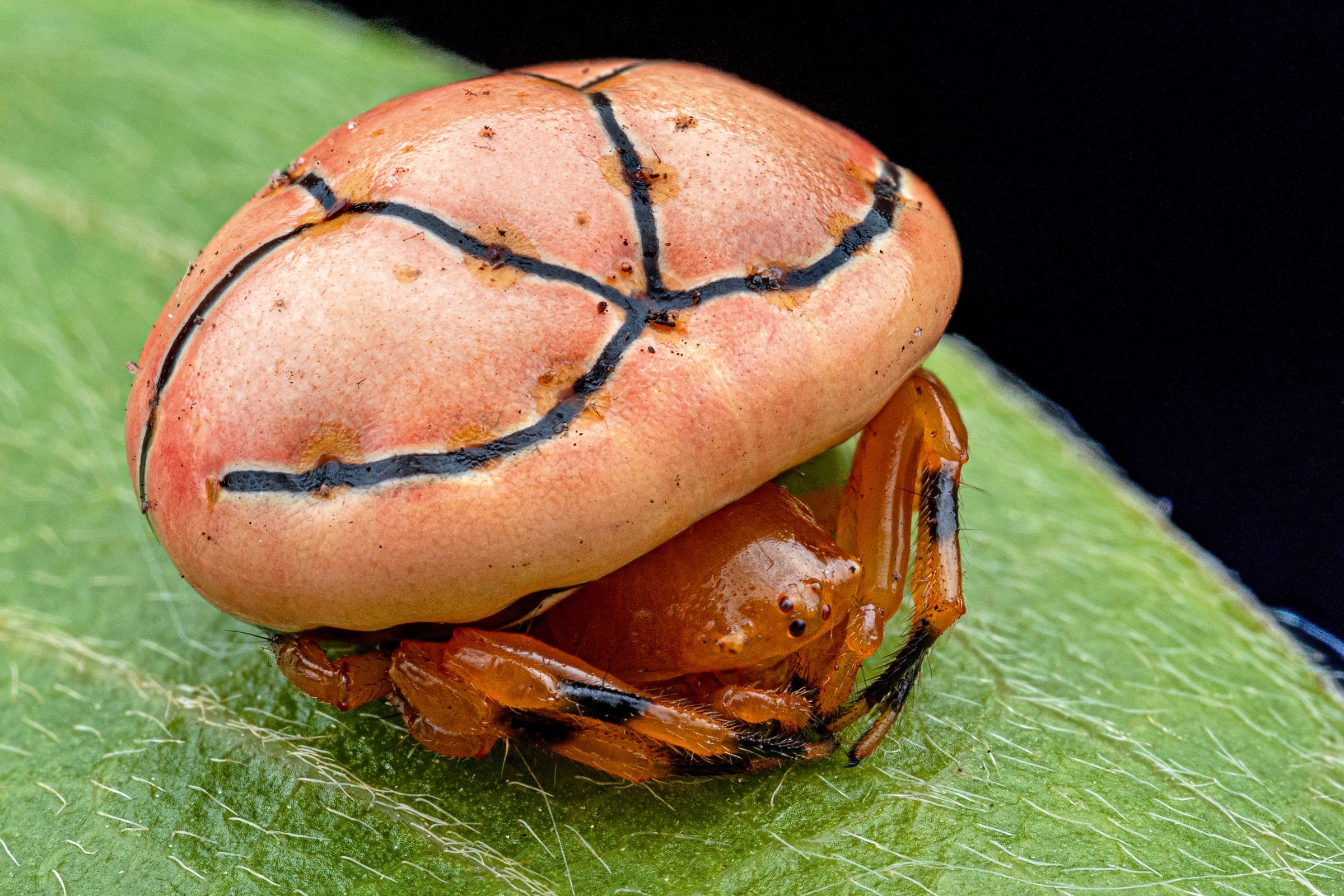 New spider species.