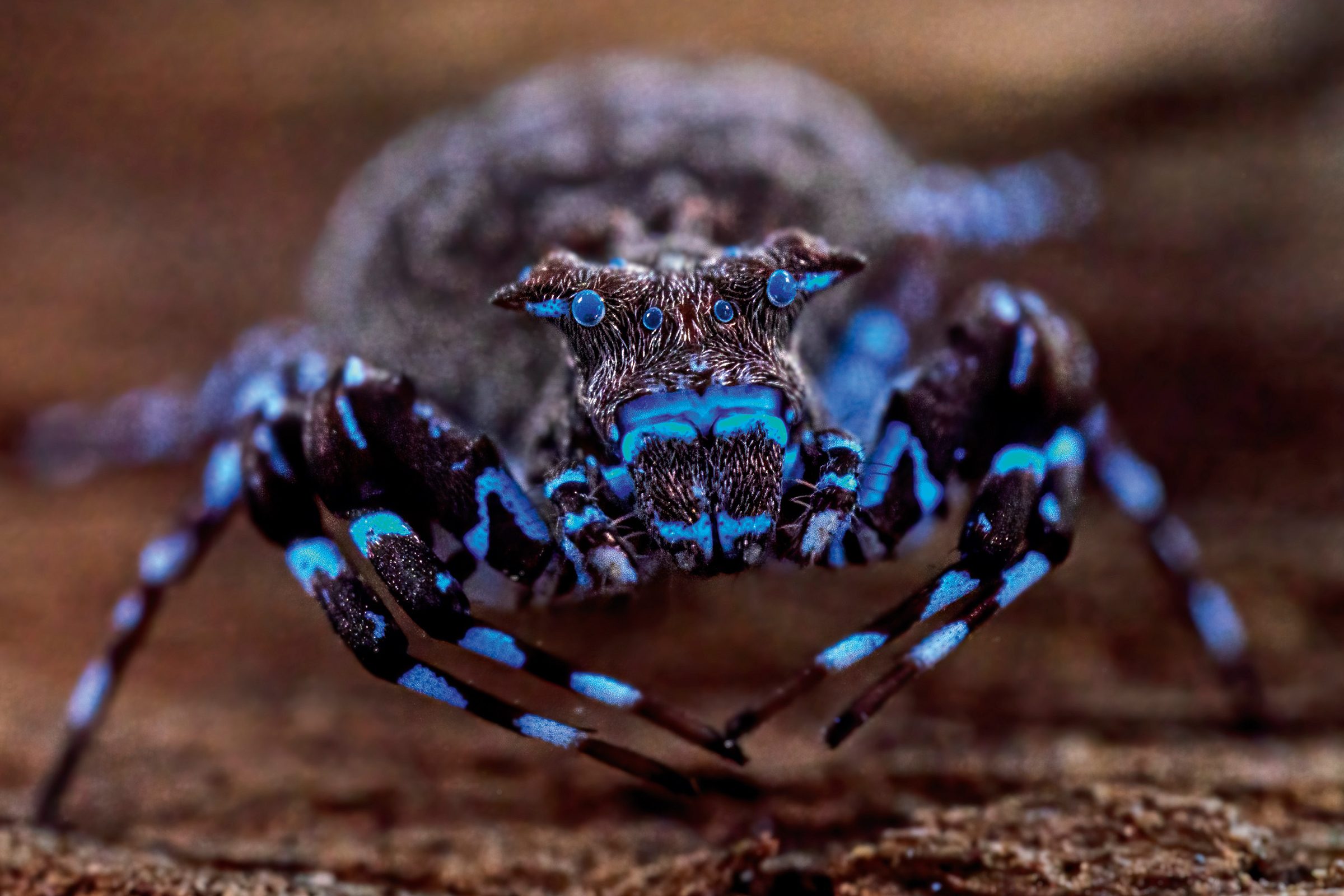 crowned crab spider.