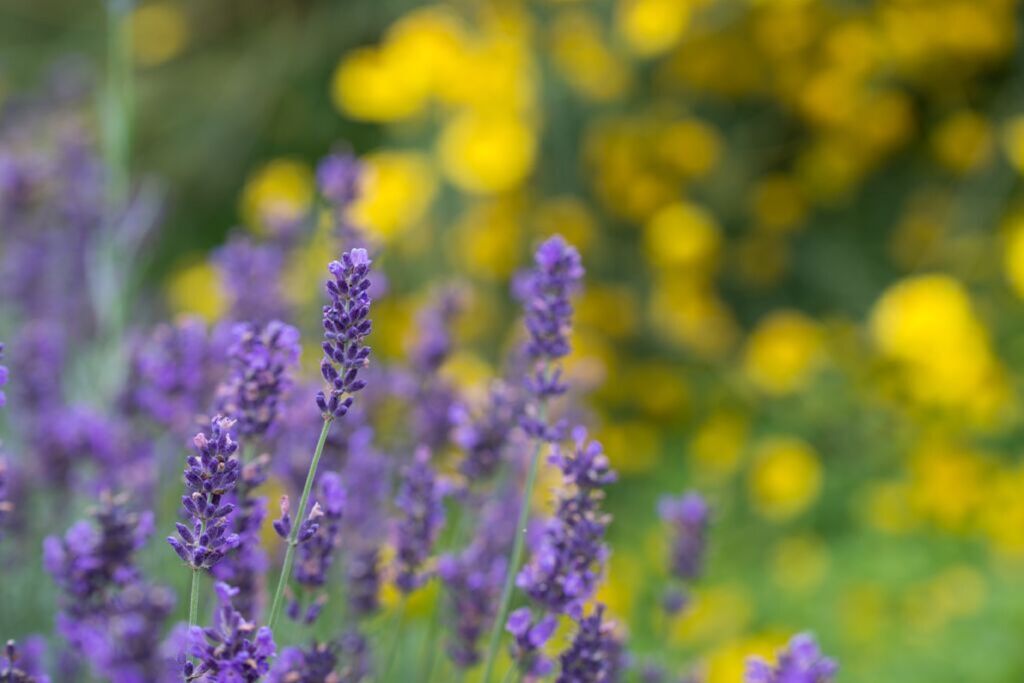 Flowering lavendar with hazy yellow flowers in the background