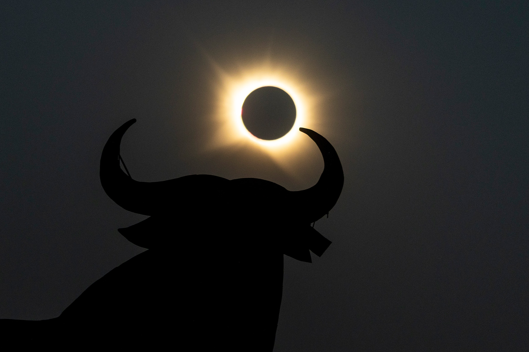 the eclipse appearing from between the horns of a bull