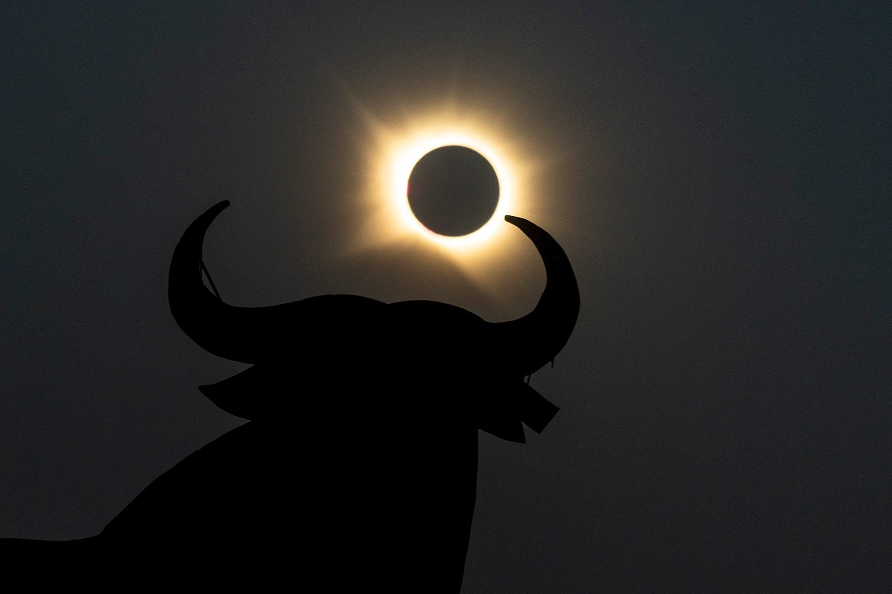 the eclipse appearing from between the horns of a bull