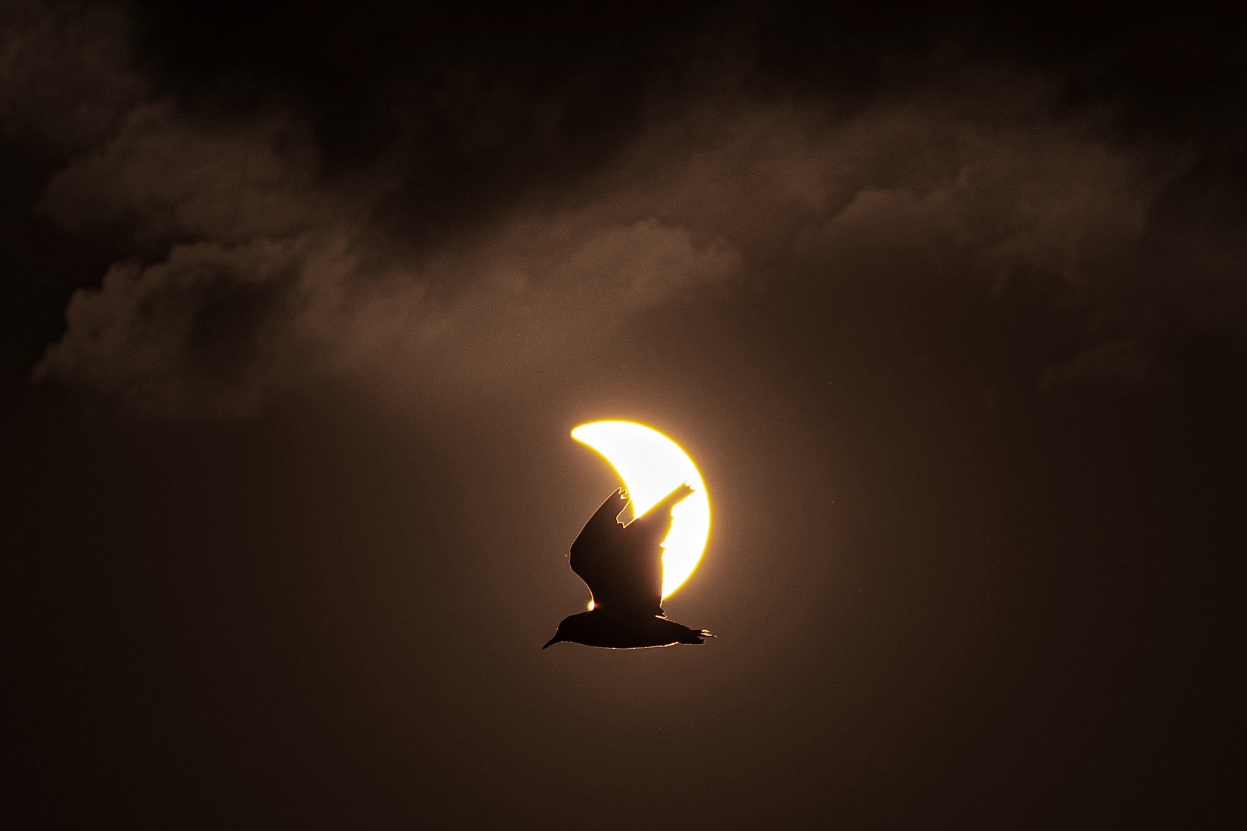 Bird flying in front of crescent sun