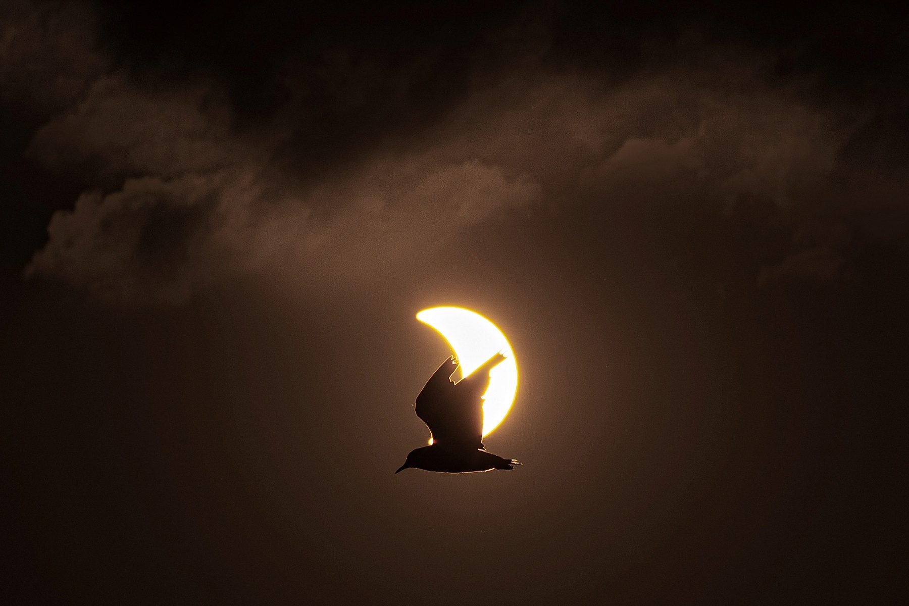 Bird flying in front of crescent sun