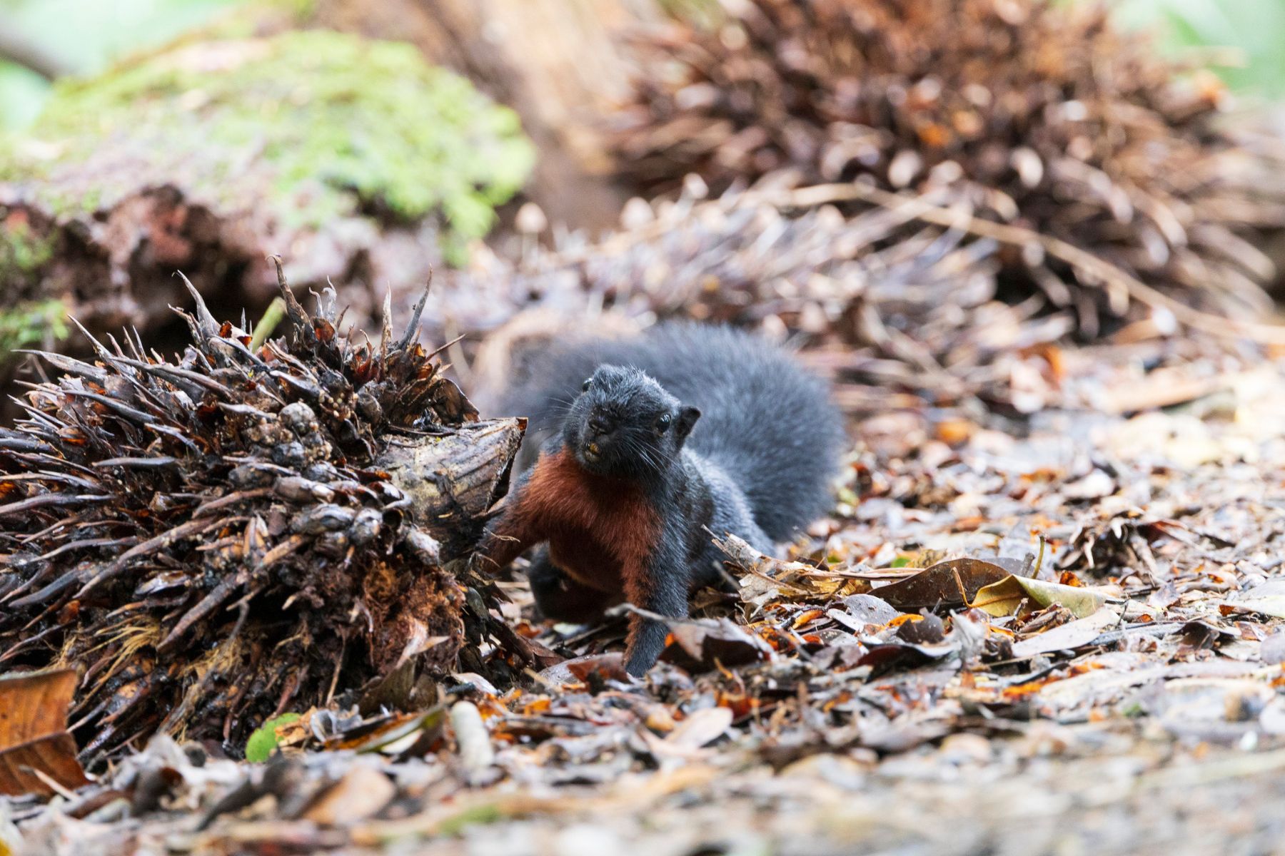 A prevost’s squirrel in a rainforest in Tambunan, Malaysia