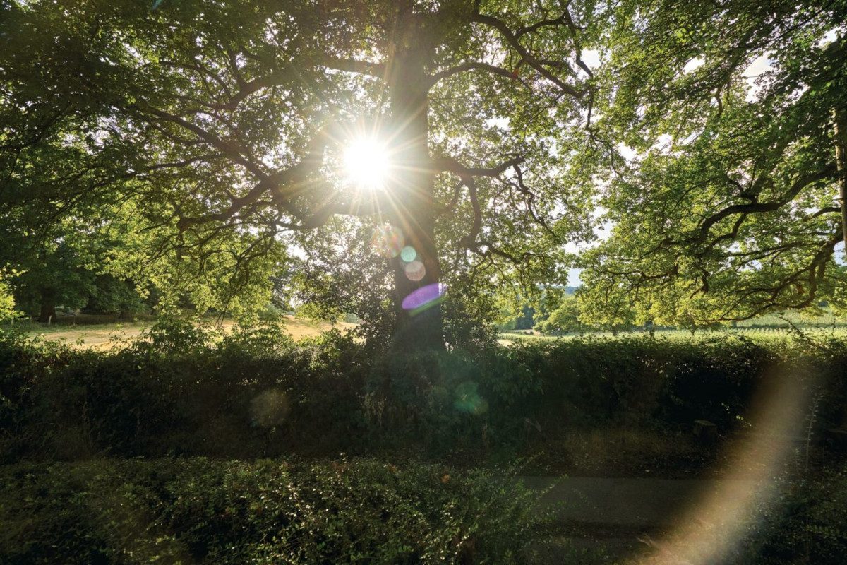 Photo of sunlight appearing behind a tree in a field, creating a lens-flare