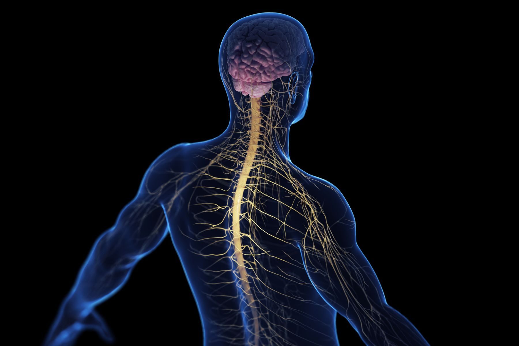A spinal cord with nerves and a brain