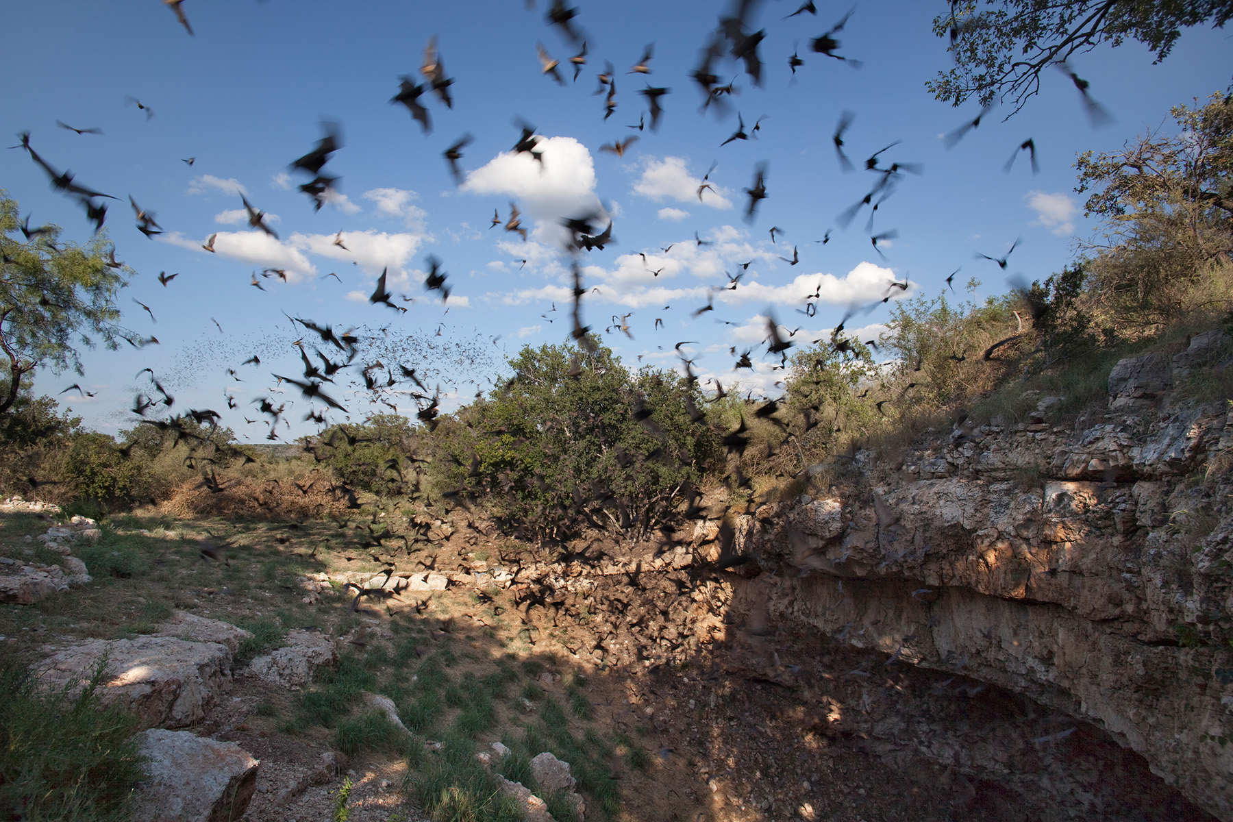 Hundreds of bats flying over a rocky gorge