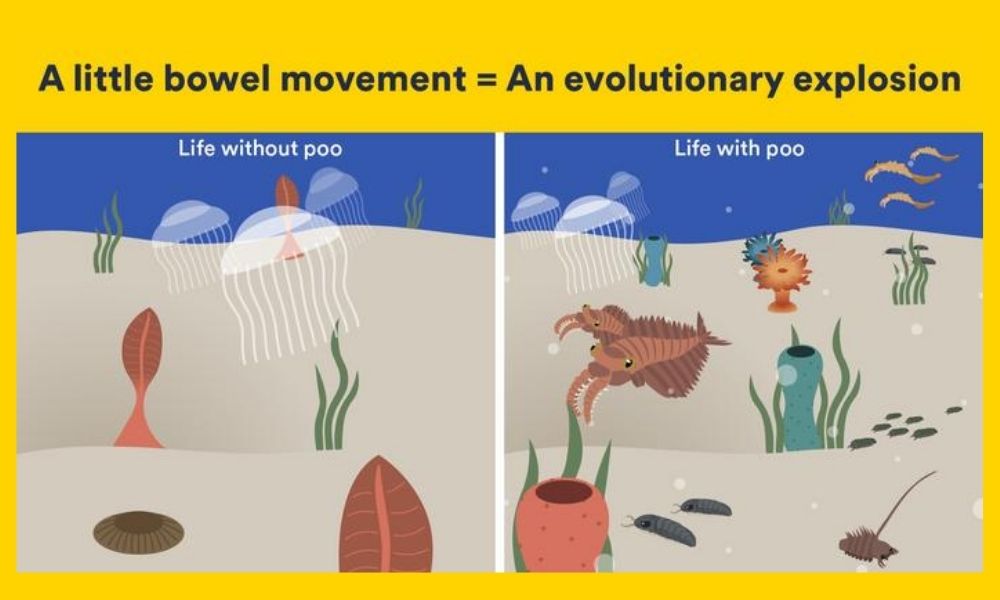A graphic showing the biodiversity of prehistoric oceans before faecal matter and afterwards – full of animals from the Cambrian explosionA graphic showing the biodiversity of prehistoric oceans before faecal matter and afterwards – full of animals from the Cambrian explosion