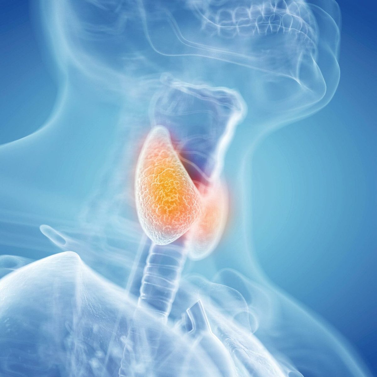 CG image showing the thyroid