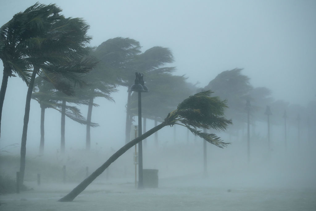 Palm trees bend in grey windy weather