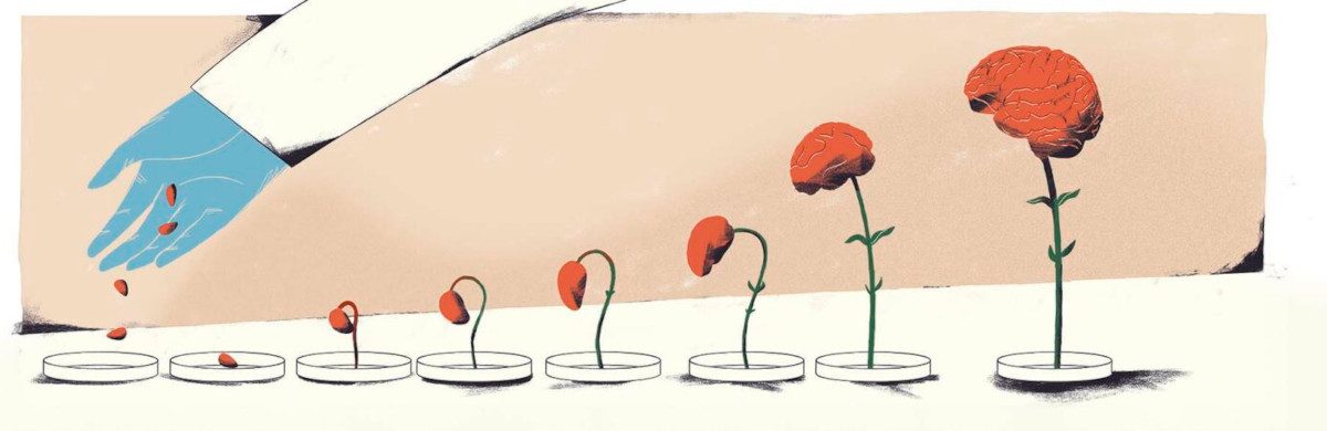 Illustration of a gloved scientist hand places seeds into a dish, we can see the seeds grow into a plant of a human brain