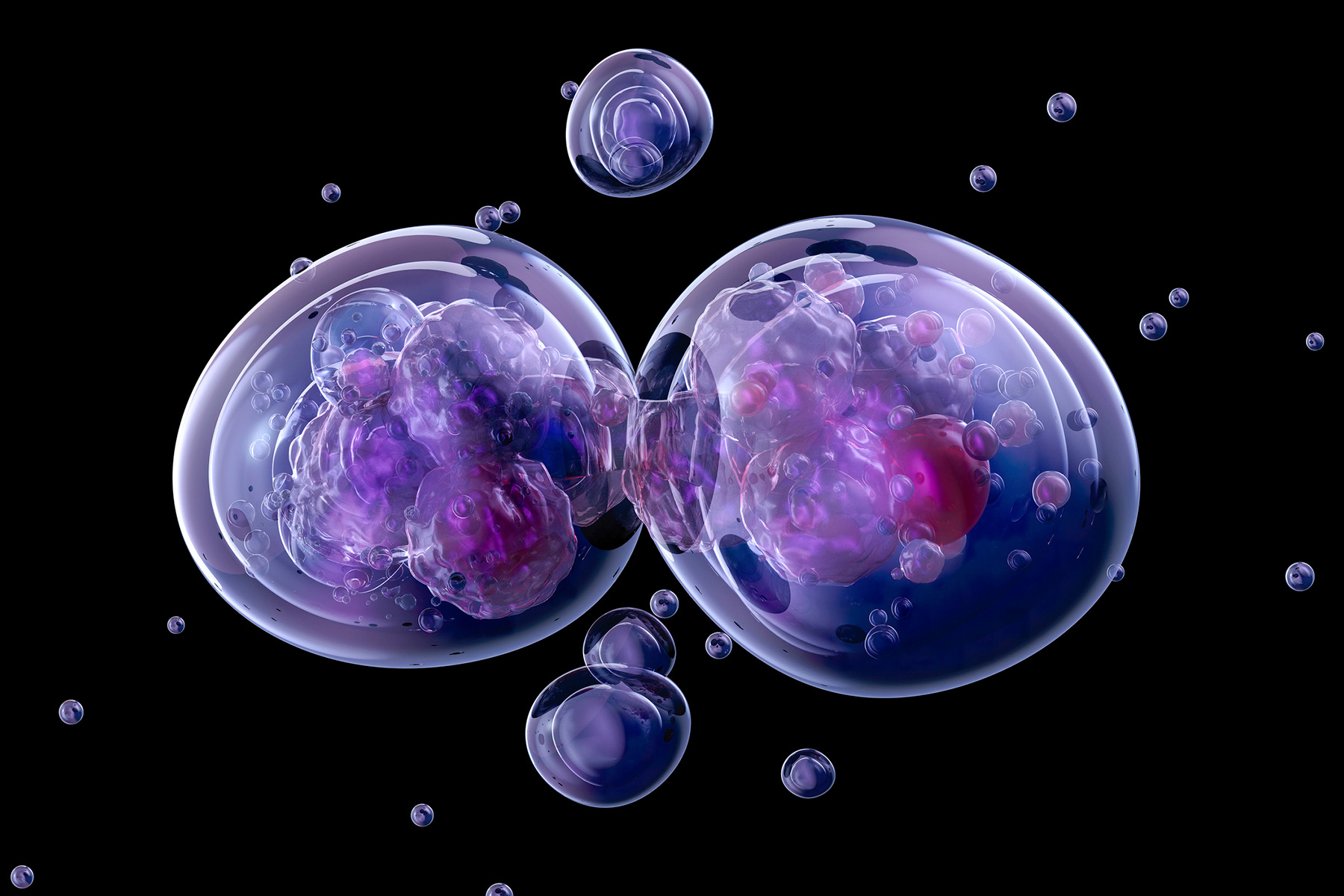Cell dividing in two