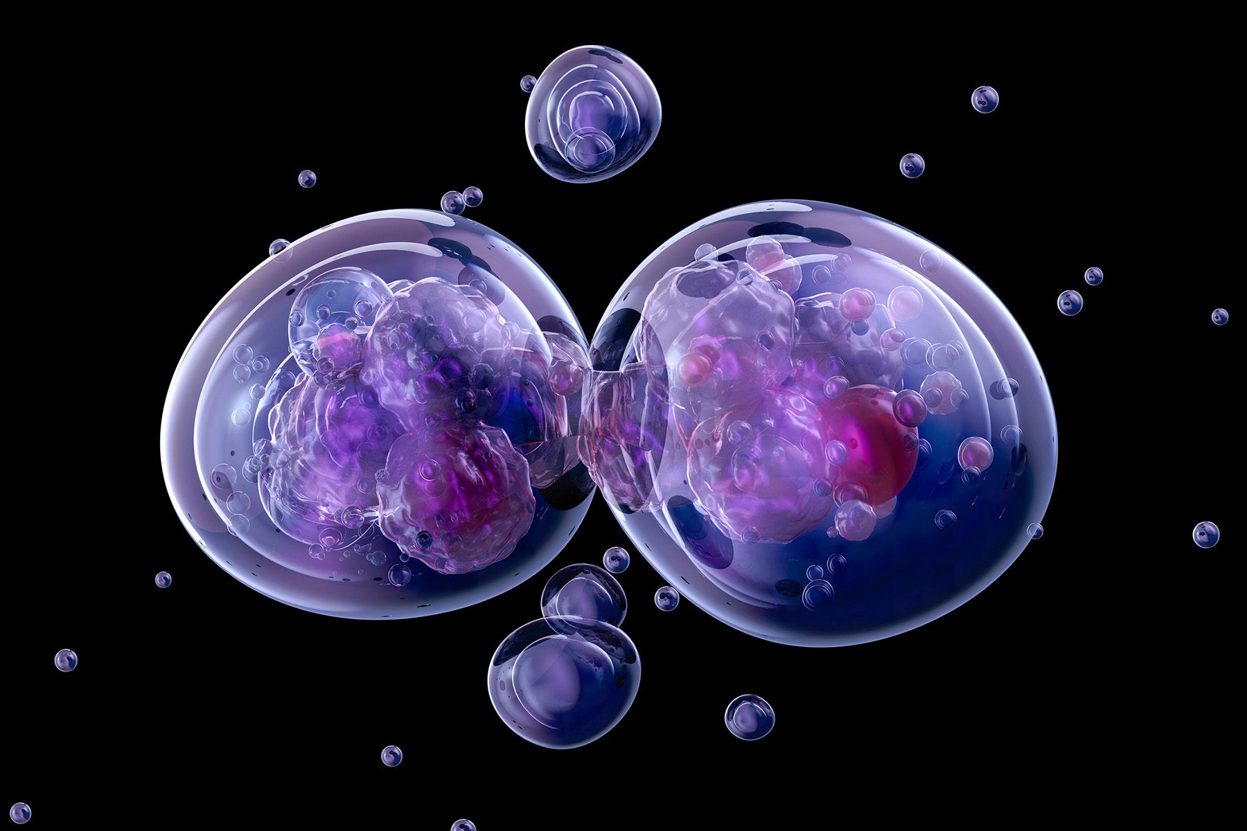 Cell dividing in two
