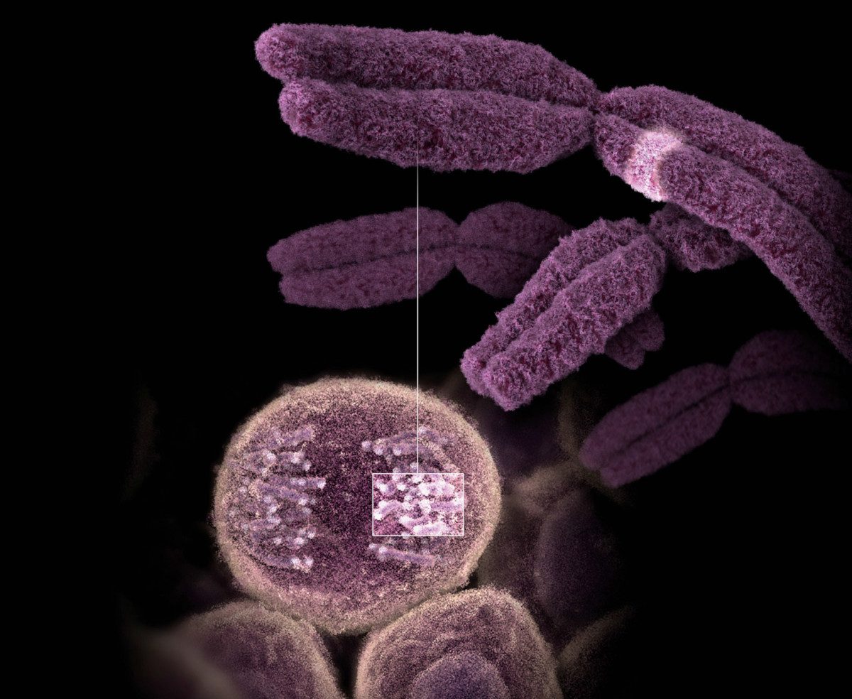 Medical visualization of the location of the obesity gene (FTO) in region 16q12.2 (area highlighted) on chromosome 16.