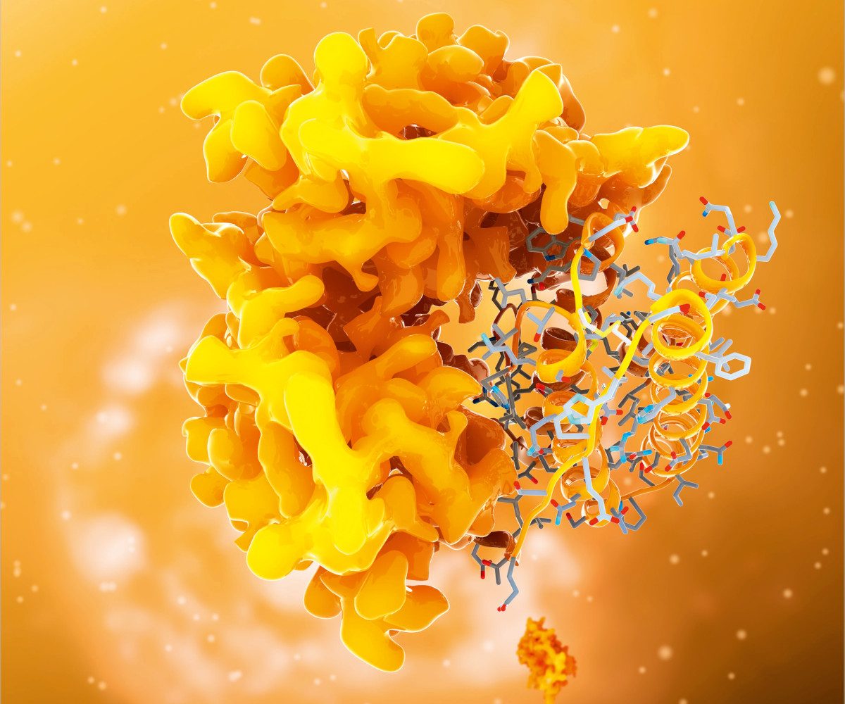 Computer model showing the structure of a molecule of the hormone leptin.