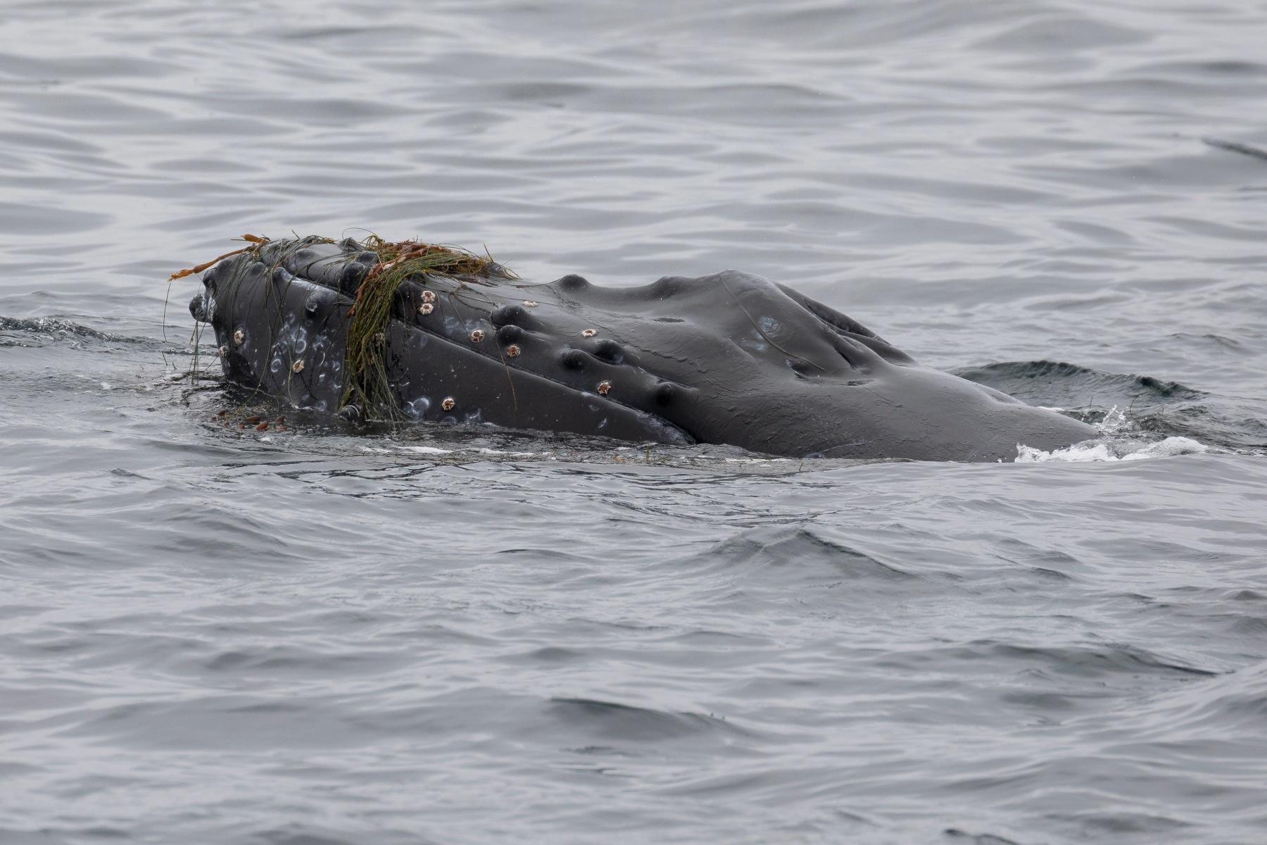 Whale with kelp on its head