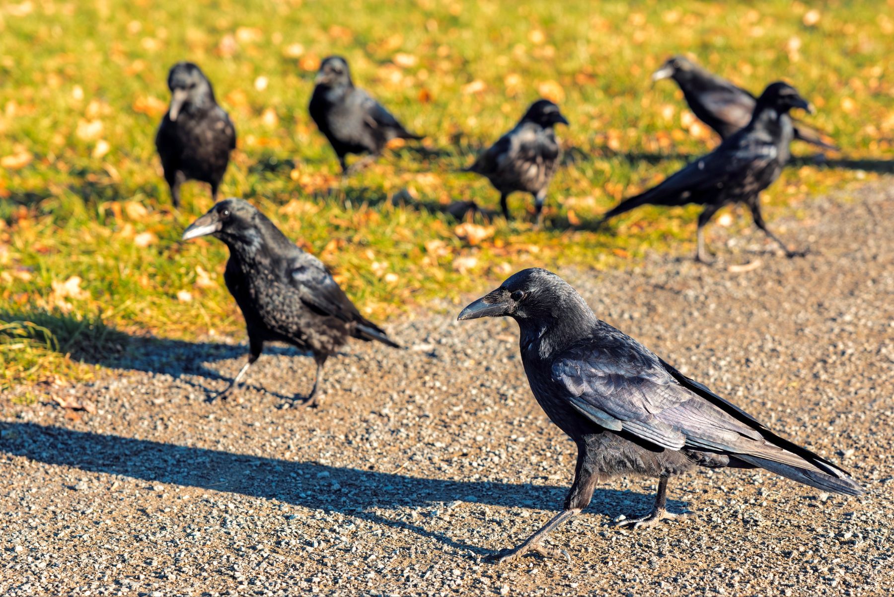 Group of crows on the ground