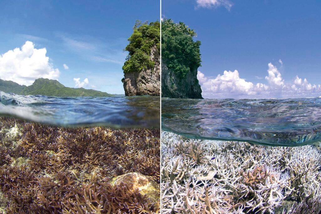 A before (left) and after (right) showing how rising sea temperatures have bleached coral in American Samoa