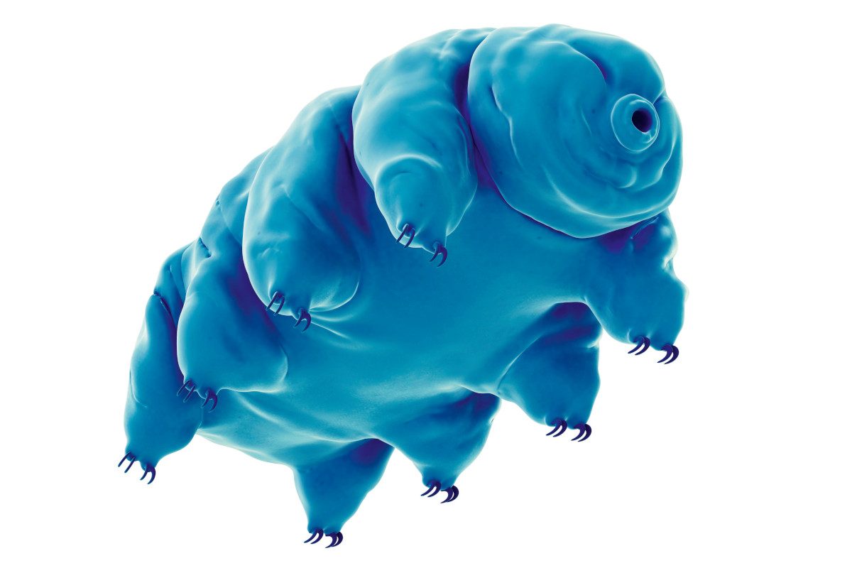 Water bear (Tardigrade), illustration.