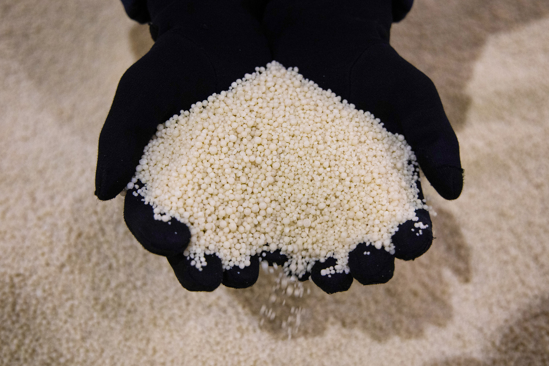 Gloved hands holding white pellets