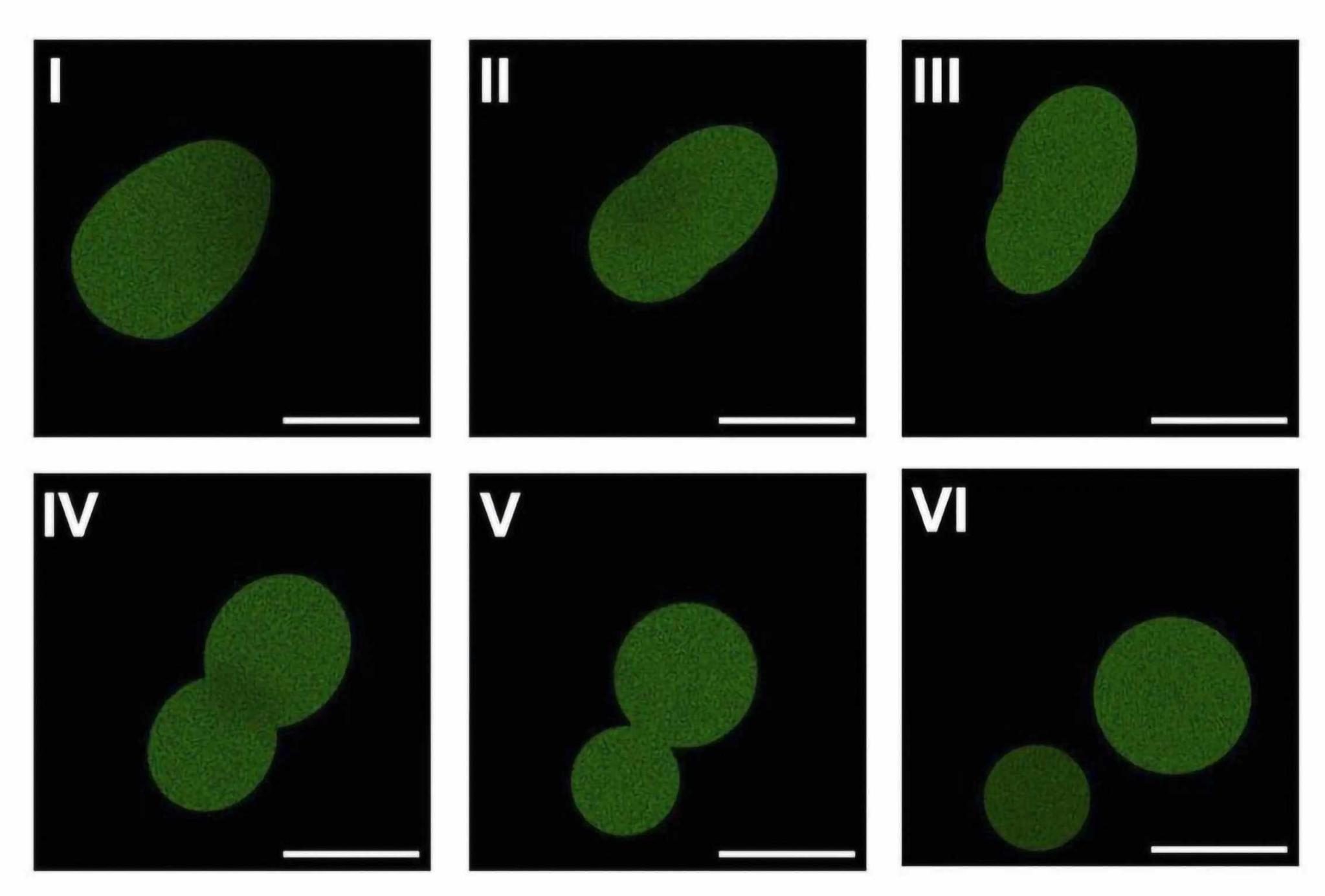 Synthetic cells.